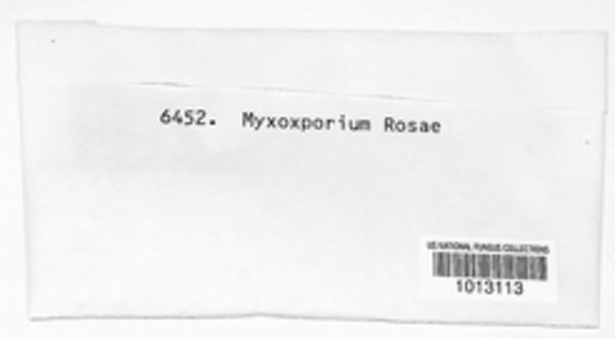 Myxosporium rosae image